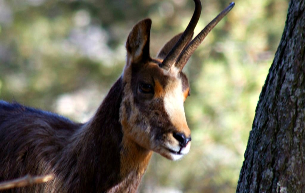 Le Parc Animalier - Les Angles